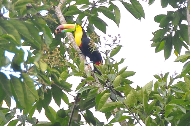 costa rica wildlife, pacific-020.jpg - KEEL-BILLED TOUCAN - EASTERN & MID COSTA RICA, INCLUDING RAINFORESTS - DRY/WET SEASONS